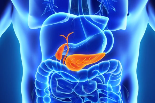 Human Gallbladder and Pancreas Anatomy Illustration. 3D render