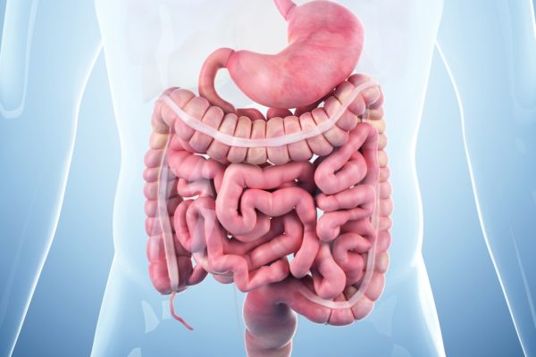 medically accurate illustration of the digestive system